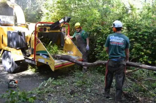 tree services Apalachicola